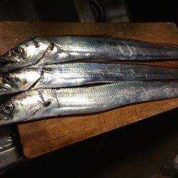 今年初、タチウオgetだぜ！