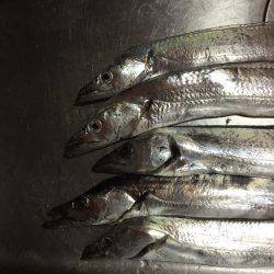 太刀魚ウキ釣り