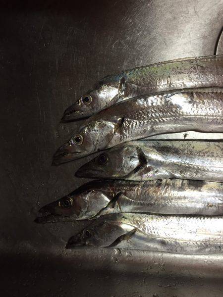 太刀魚ウキ釣り