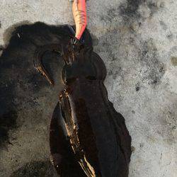 昼過ぎから日没まで８杯