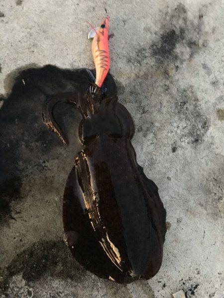 昼過ぎから日没まで８杯