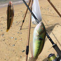 ゆっくりベラ釣り