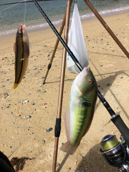 ゆっくりベラ釣り