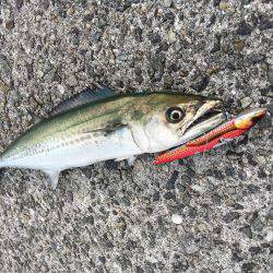 ゆうまづめ釣行