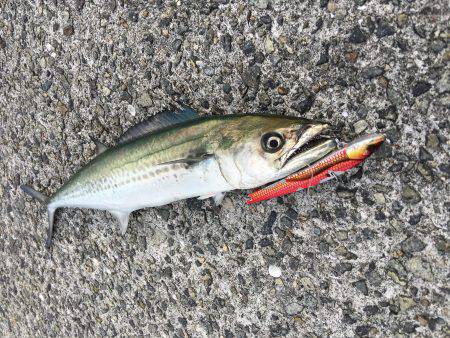 ゆうまづめ釣行