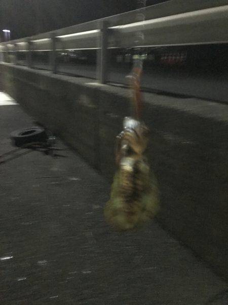 アオリイカ 爆釣！