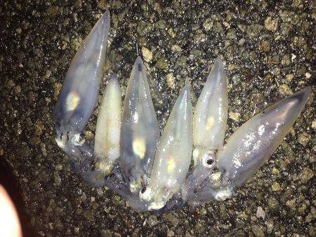 会社帰りプチエギング