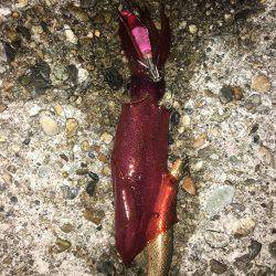 エギング楽しいわ(☝︎ ՞ਊ ՞)☝︎