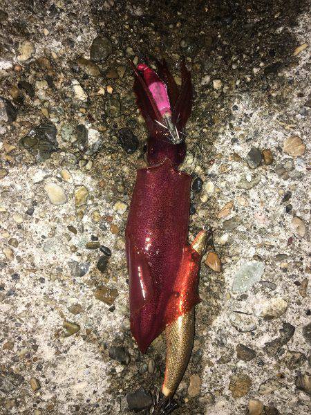 エギング楽しいわ(☝︎ ՞ਊ ՞)☝︎