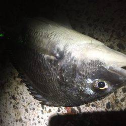 ライトウキ笑っ