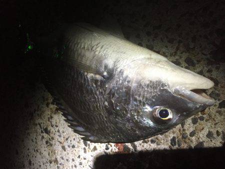 ライトウキ笑っ