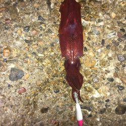 やっとこさのアオリン♡