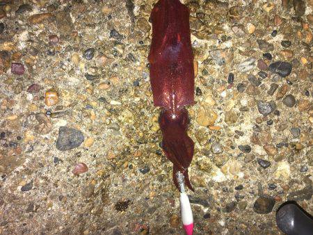 やっとこさのアオリン♡