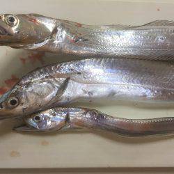 マナティ ルミノーバ