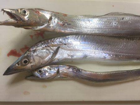 マナティ ルミノーバ