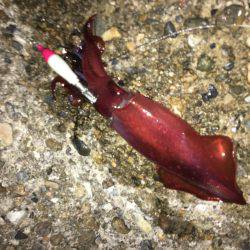 イカをテトラに置いてるとハサミ虫が寄ってくる。