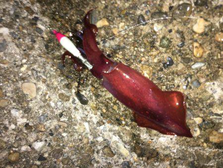 イカをテトラに置いてるとハサミ虫が寄ってく…