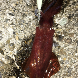 台風は嫌いです。