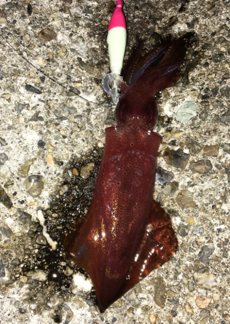 台風は嫌いです。