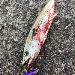 今年初のサゴシ