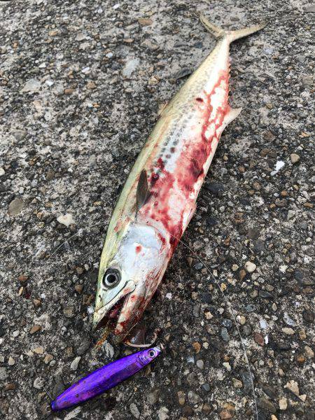 今年初のサゴシ