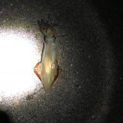 大蔵海岸で夜エギング、ショアジギング