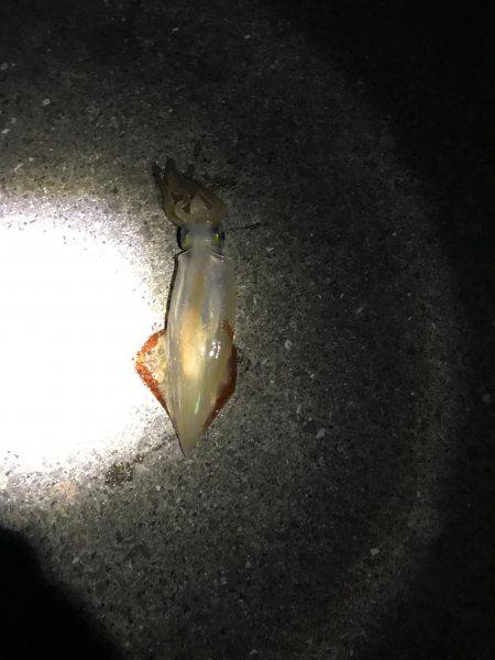 大蔵海岸で夜エギング、ショアジギング