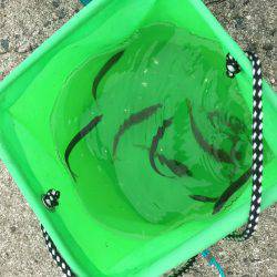 タチウオして帰ればよかったー