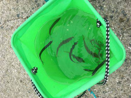 タチウオして帰ればよかったー