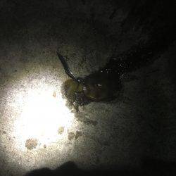 夕まづめエギング 渋い