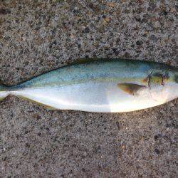 ギリはまちゃん2