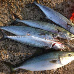 ハマチがワンでサゴシがセブン