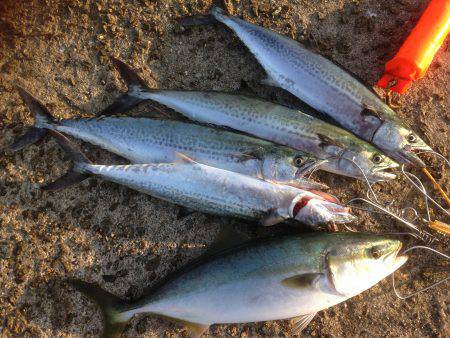 ハマチがワンでサゴシがセブン