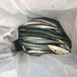 アジ釣り⑯ サヨリ釣りは今年初