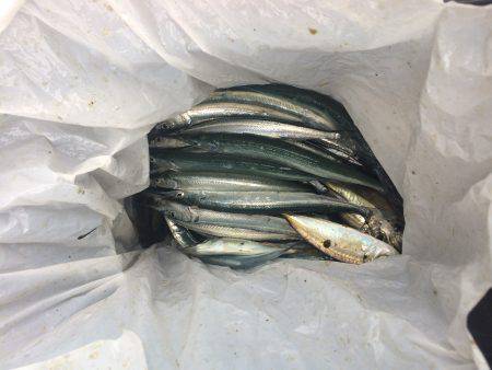 アジ釣り⑯ サヨリ釣りは今年初