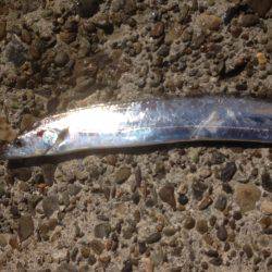 タチフォーからのサゴフォー