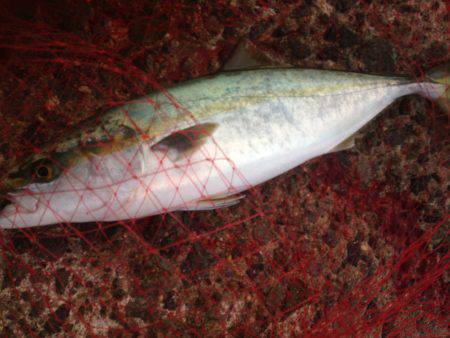 ハマツーのちサゴツー