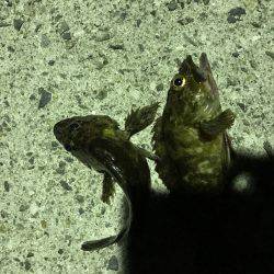 台風前にちょろっと