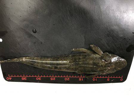 メッキ狙いでまさかの・・・