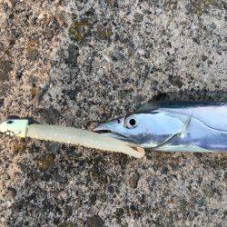 ワインド、FLAPでタチウオ