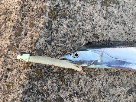 ワインド、FLAPでタチウオ