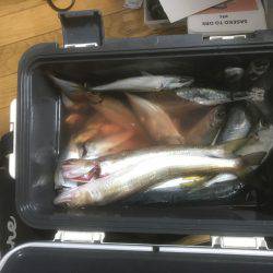 サゴシ、アジなど 筏ショアジギングで。