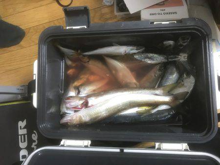 サゴシ、アジなど 筏ショアジギングで。