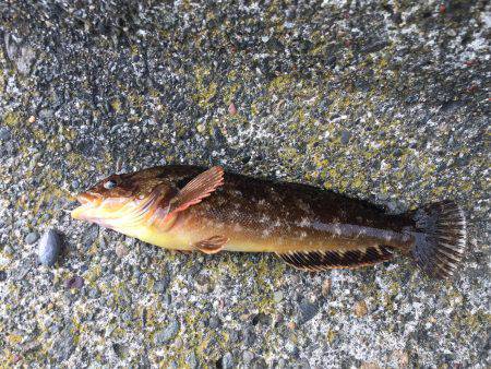 穴釣り ロックフィッシュ