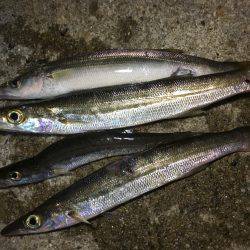 夕マズメ。久しぶりの唐泊漁港で釣り。