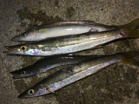 夕マズメ。久しぶりの唐泊漁港で釣り。