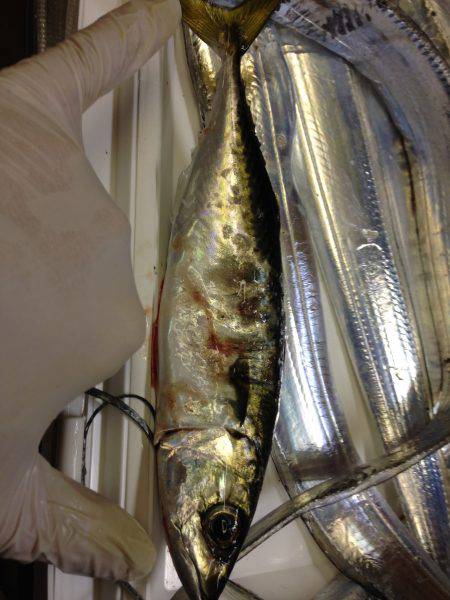 台風前のタチウオ