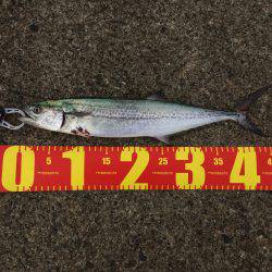 ショアジギング