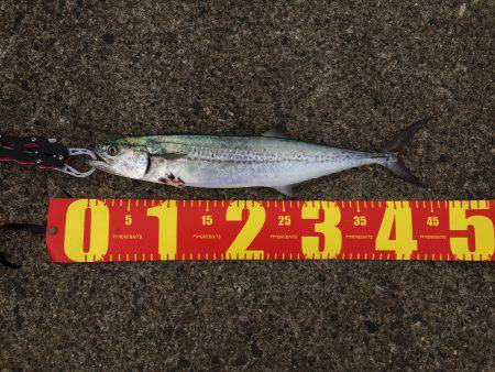 ショアジギング