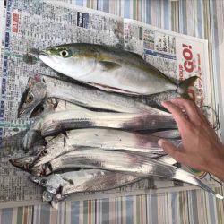 ツバス(48cm)タチウオ